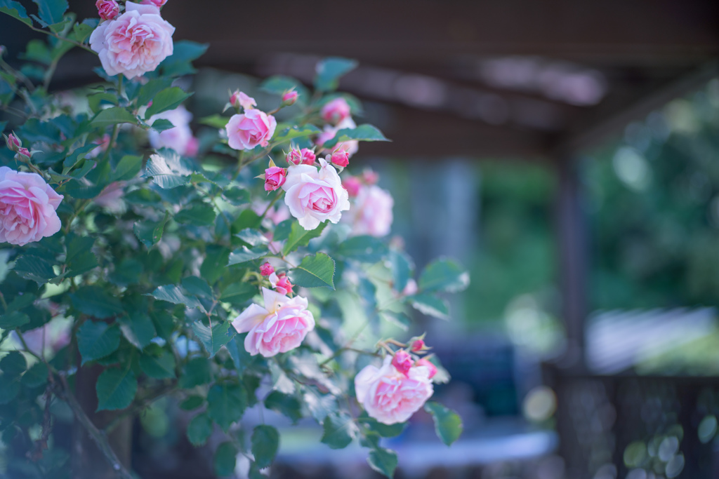Rose collection ♡ 2017-20