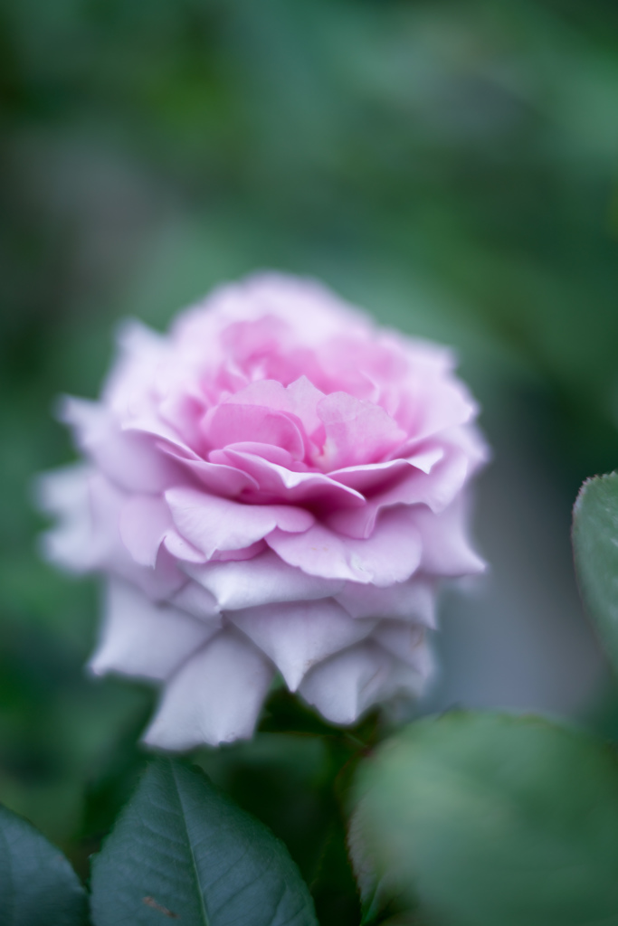 Rose collection ♡ 2017-18