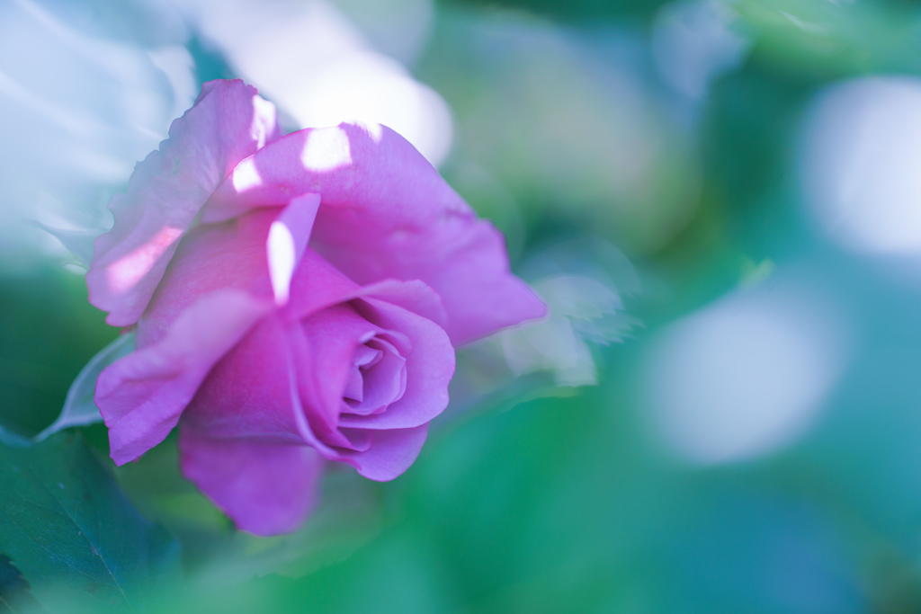 Rose collection ♡ 2016-03
