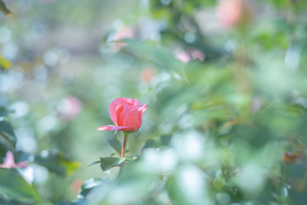 2025/09/24 Rose collection ♡ 29