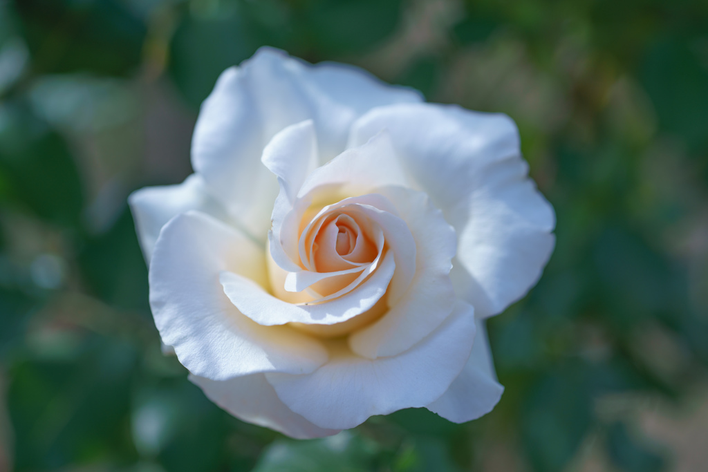 Rose collection ♡ 2016-02
