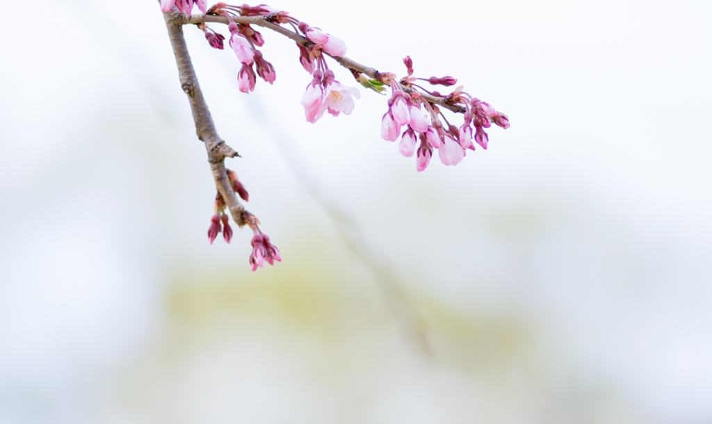 DSC01470＊いちりん・・・❤