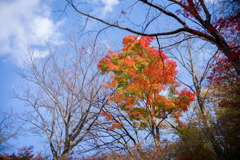 2022/11/04 Autumn colors・・・❤