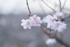 20211206 十月桜・・・♡