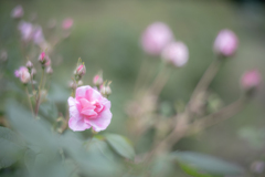 2025/06/04 Rose collection ♡ 02