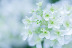 紫陽花 collection ♡ 2020-04