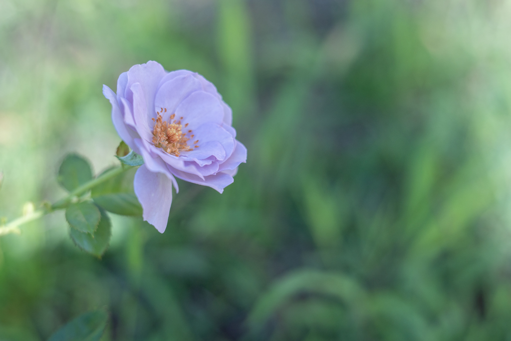 2025/07/21 Rose collection ♡ 05