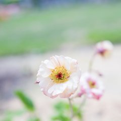 “あじさい”gardenにて・・・#7