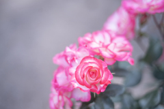 2025/06/12 Rose collection ♡ 13