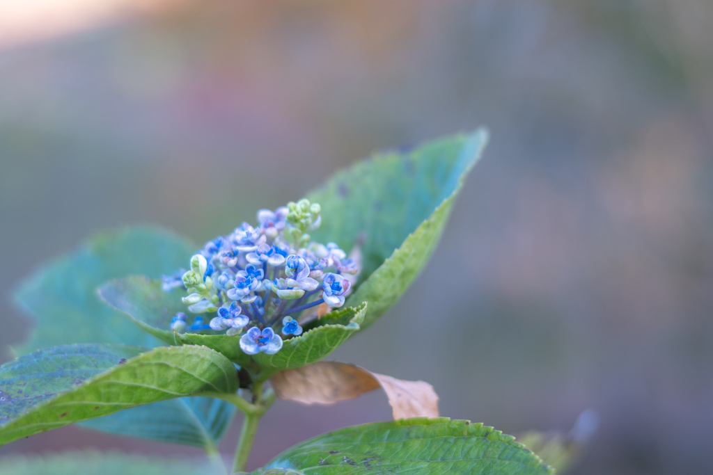 2025/11/14 お多福・・・♡