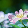 2024/05/22 Rose collection ♡ 01