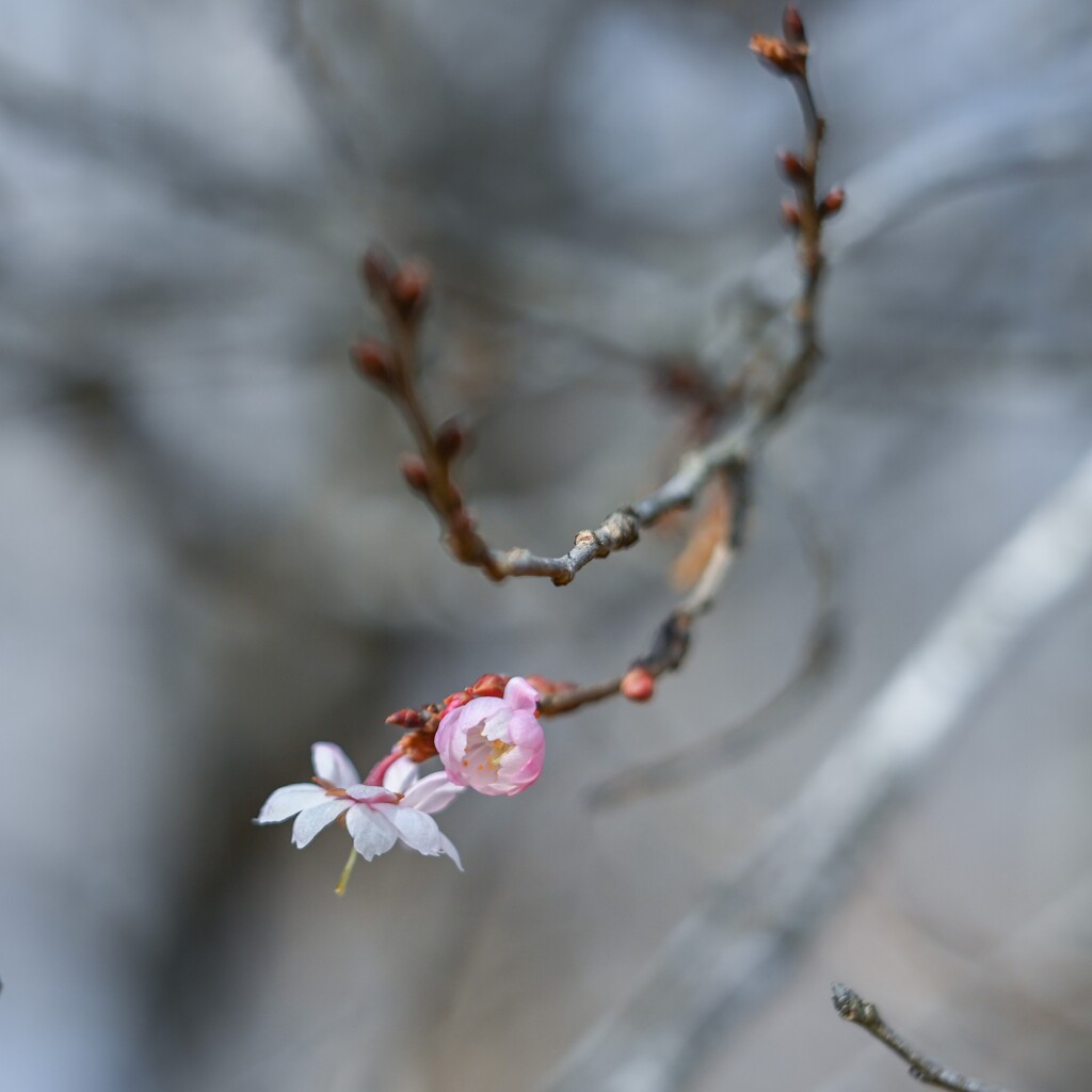 2025/01/24 桜色・・・♡