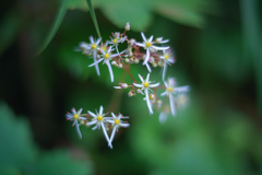 秋の線香花火・・・♬