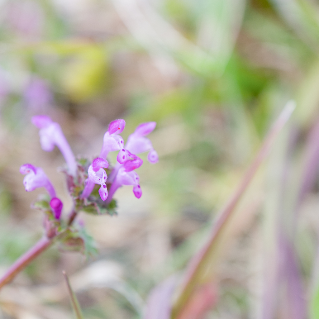 花暦・・・仏の座