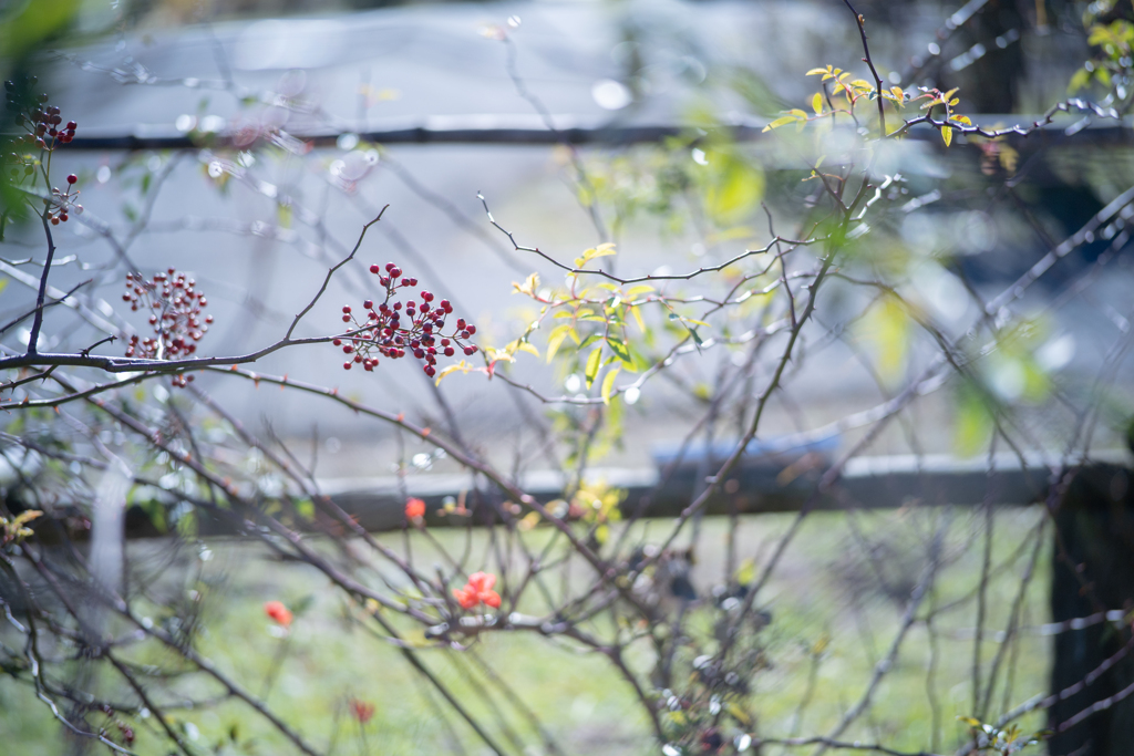 2025/11/12 Rose collection ♡ 39