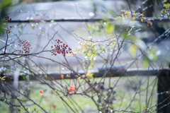 2025/11/12 Rose collection ♡ 39