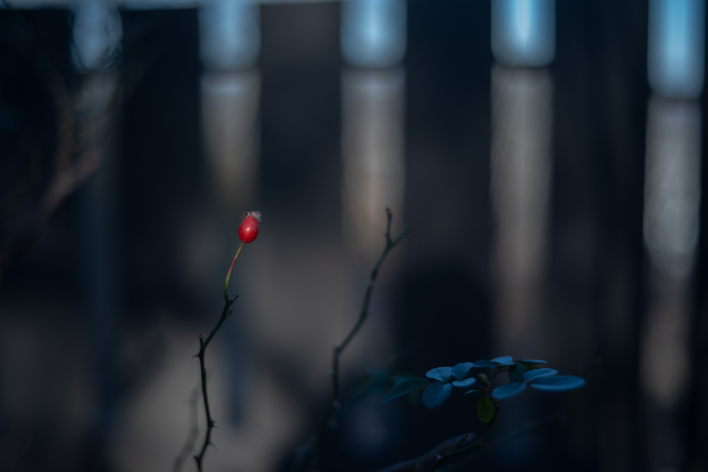 2025/12/19 Rose collection ♡ 53