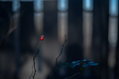 2025/12/19 Rose collection ♡ 53