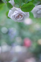 2024/06/05 Rose collection ♡ 09