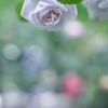 2024/06/05 Rose collection ♡ 09