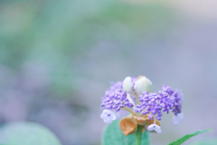 はじけて・可憐・・・♡