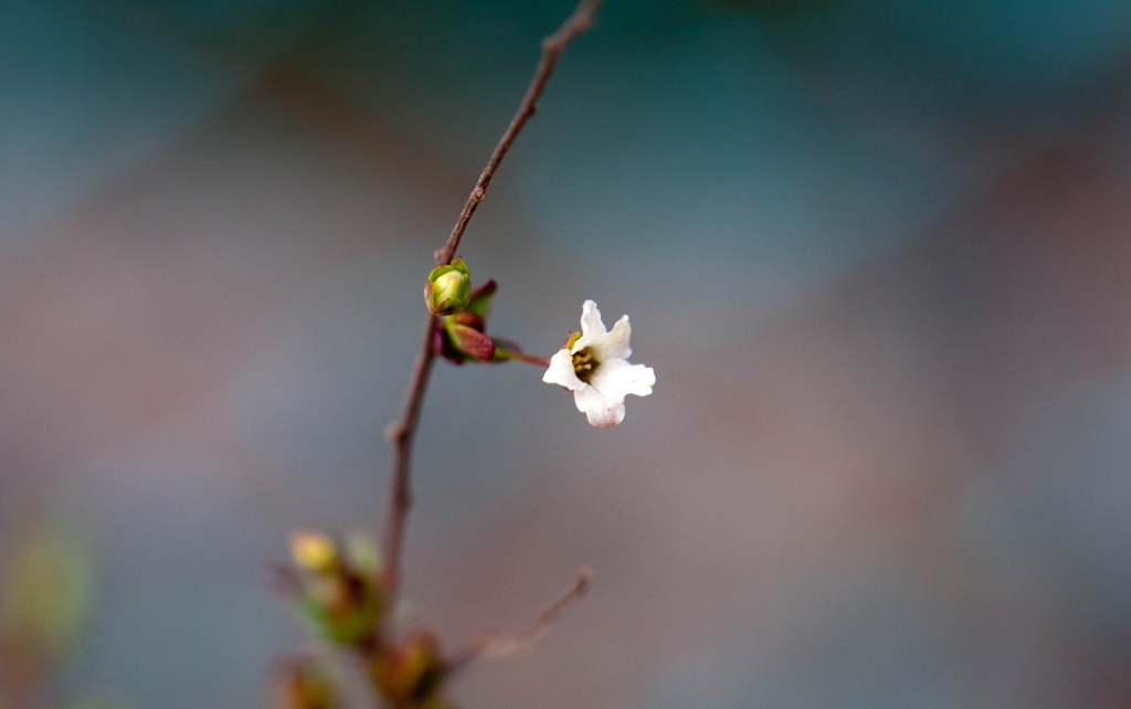 いちりん・・・