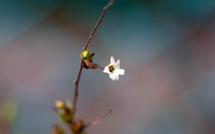 いちりん・・・