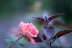 Rose collection  2018-18