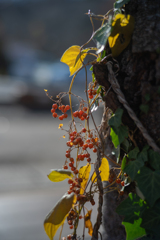 2025/11/28 鈴生り・・・♡