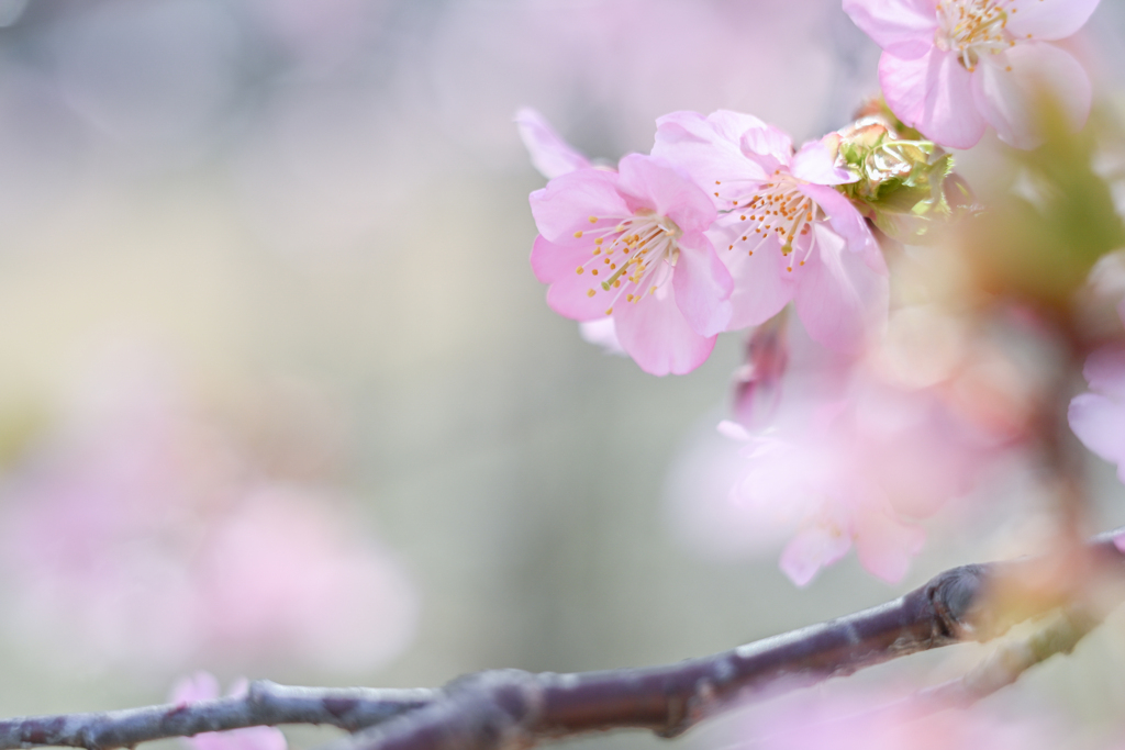 2024/03/30 河津桜・・・♡