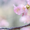 2024/03/30 河津桜・・・♡