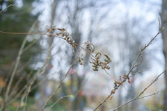 2024/11/26 Winter objet・・・♡