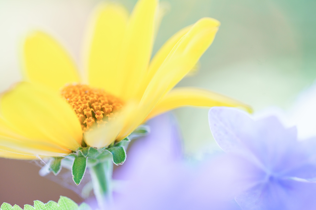 花はな花・・・♡