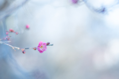 2026/01/09 初梅・・・♡