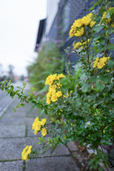 路傍の花・・・♬