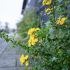 路傍の花・・・♬