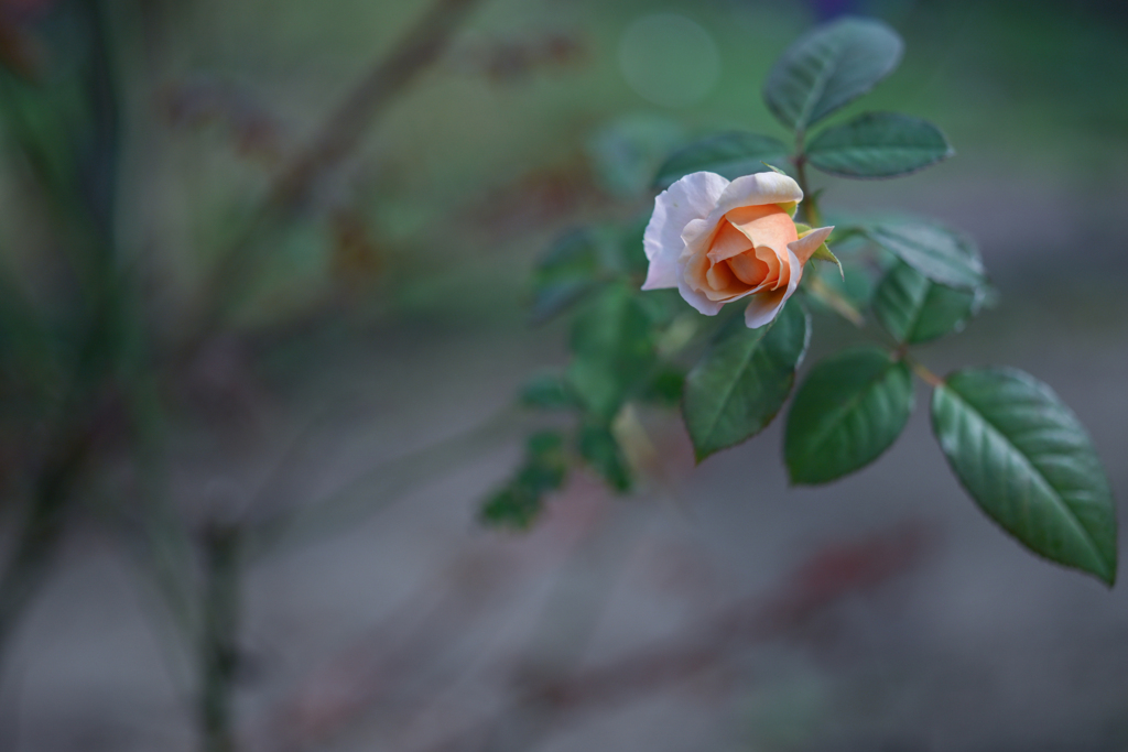 2024/09/27 Rose collection ♡ 18