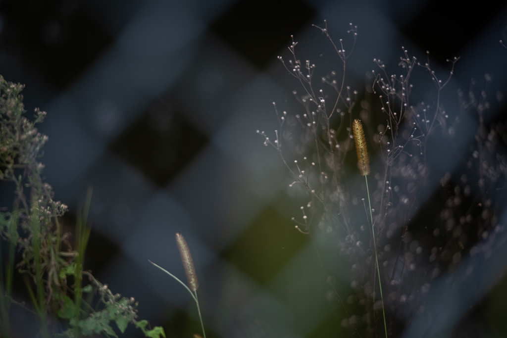 2025/10/09 ♥ fence ♥