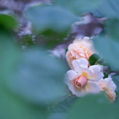 Rose collection ♡ 2020-14