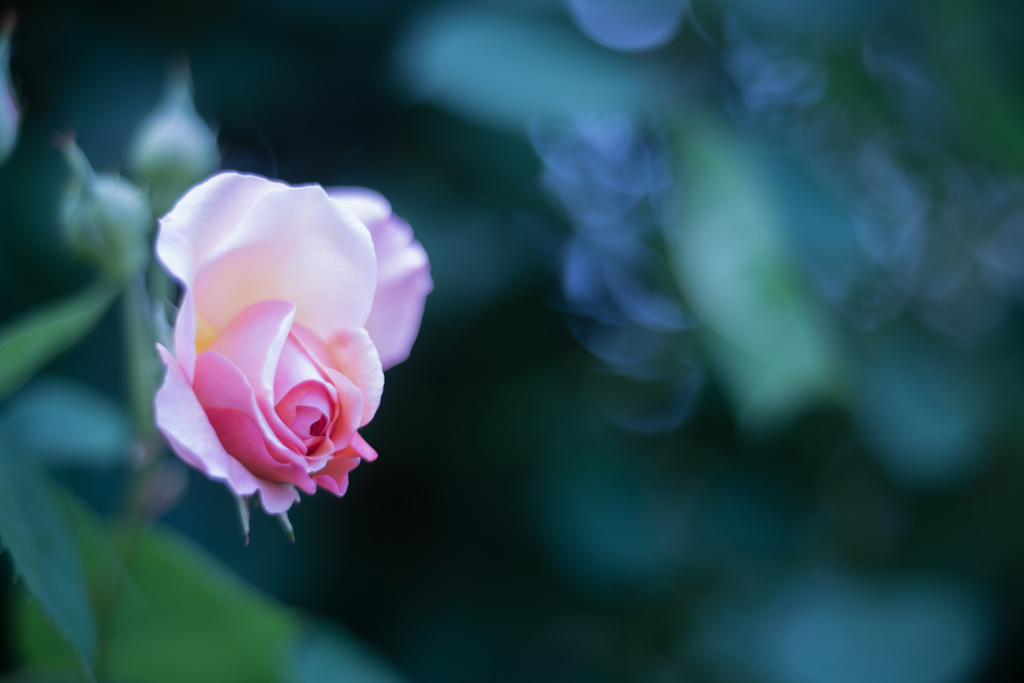 Rose collection  2019-04