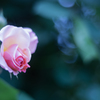 Rose collection  2019-04