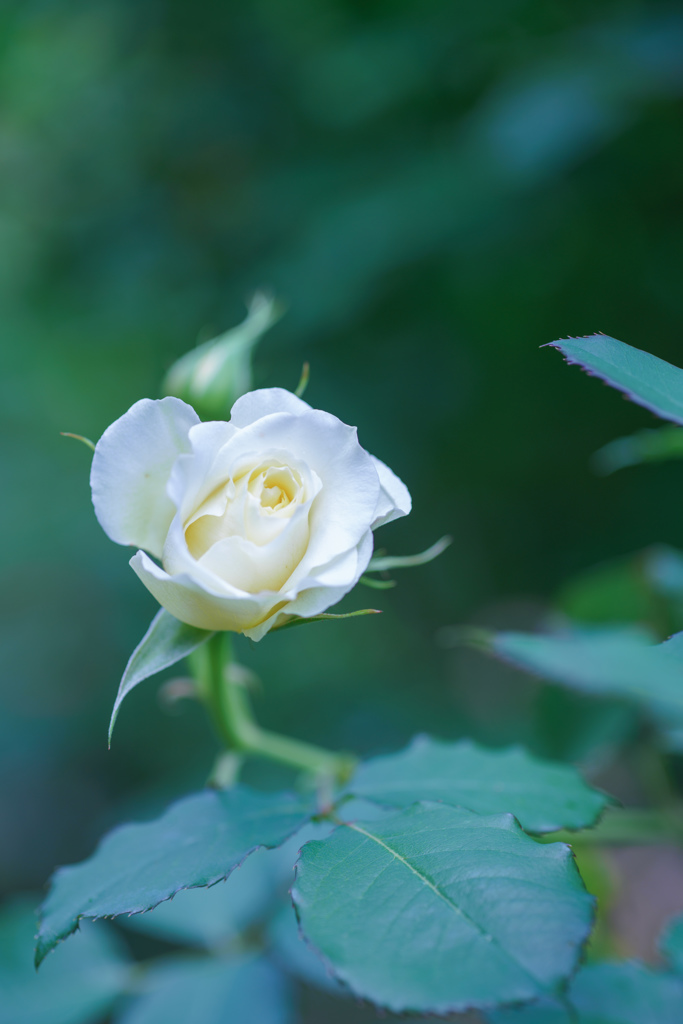 Rose collection ♡ 2016-10