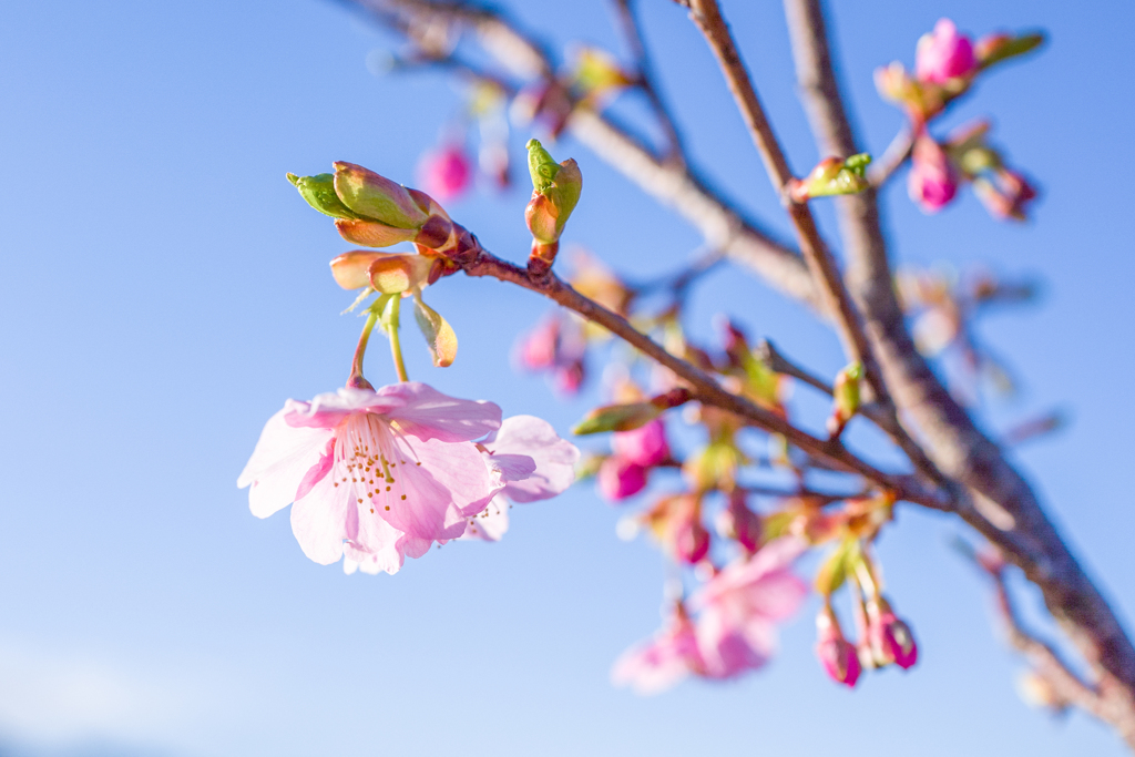 初桜・・・♪