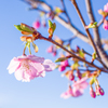 初桜・・・♪