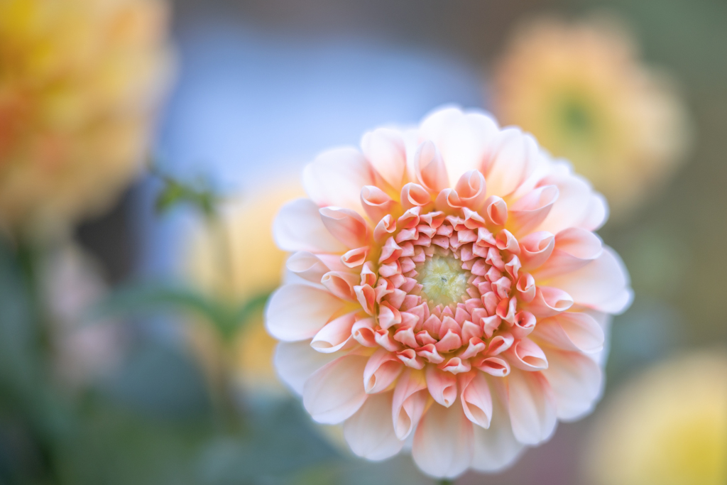 2025/11/08 つまみ細工・・・♡