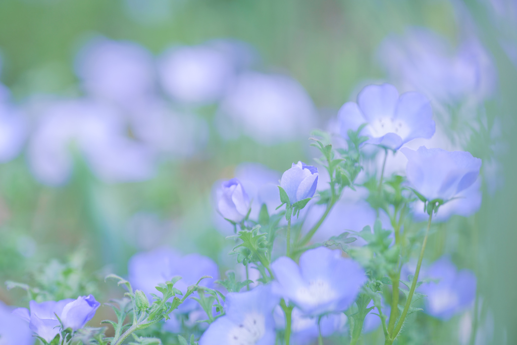ネモフィラ