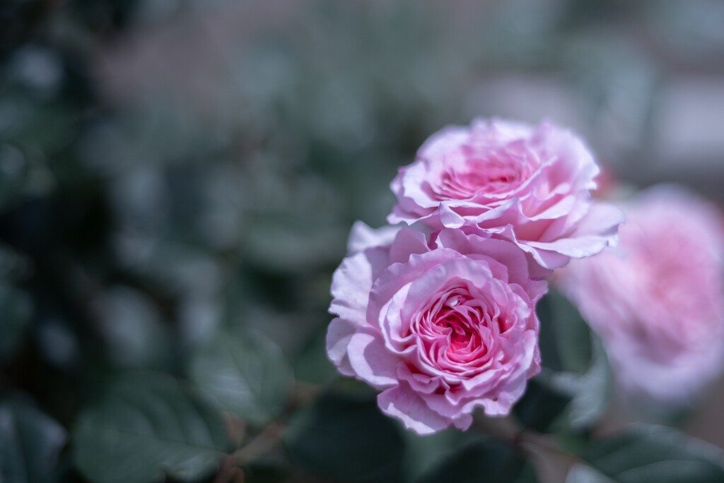 2025/06/12 Rose collection ♡ 09