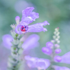 望みの成就・・・♪