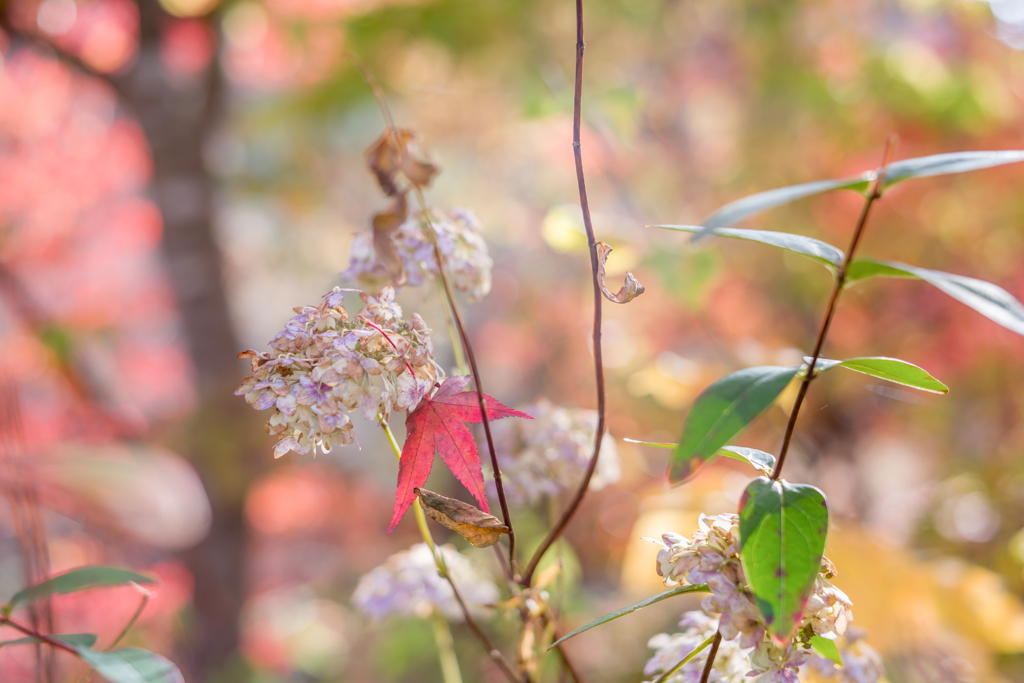 2022/11/11 Autumn colors・・・❤