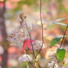 2022/11/11 Autumn colors・・・❤